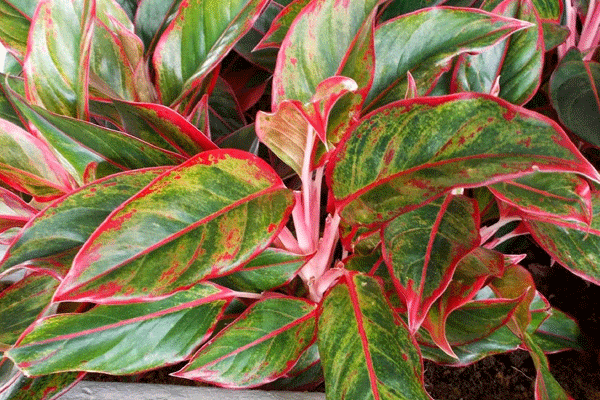 آگلونما لب ماتیکی